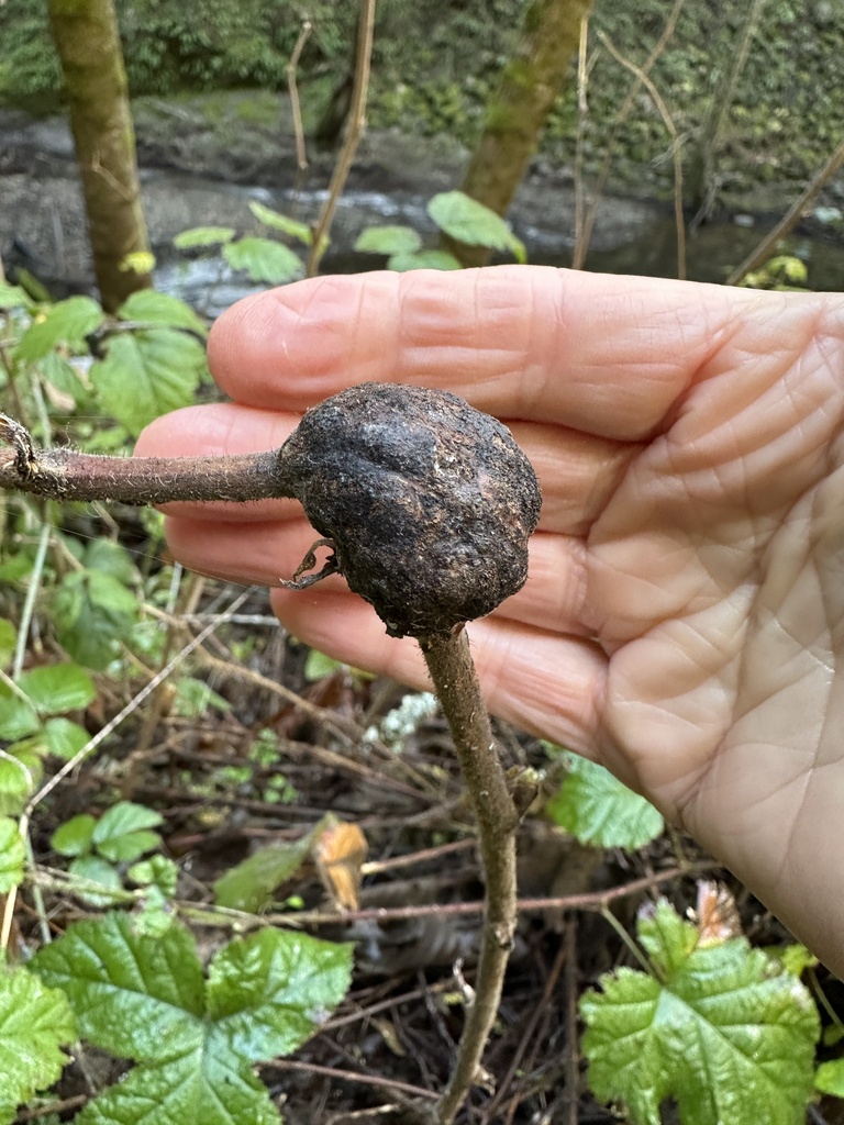 Diastrophus kincaidii (Thimbleberry Gall Wasp), California species