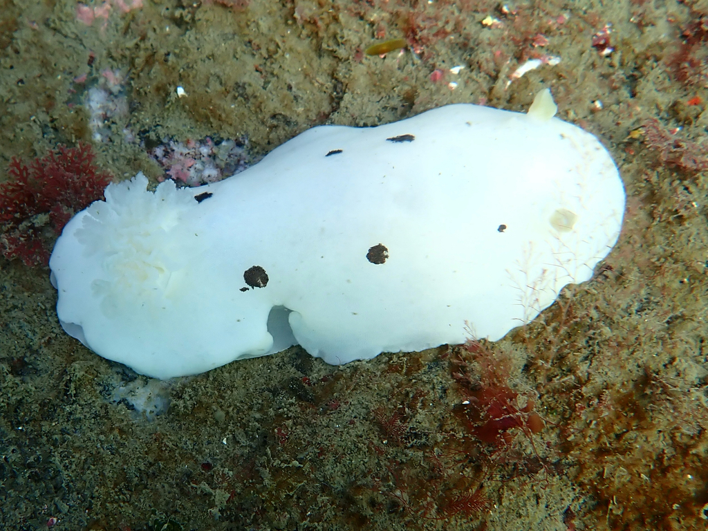 Diaulula sandiegensis (San Diego Dorid), California species