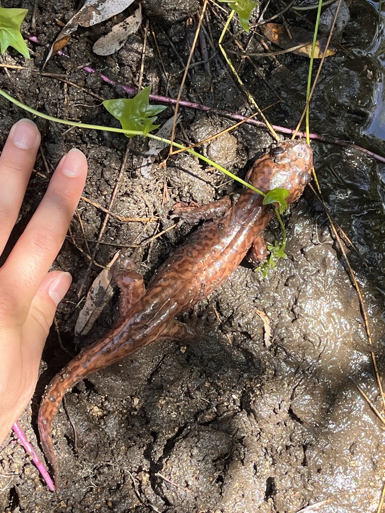 Dicamptodon ensatus (California Giant Salamander), California species