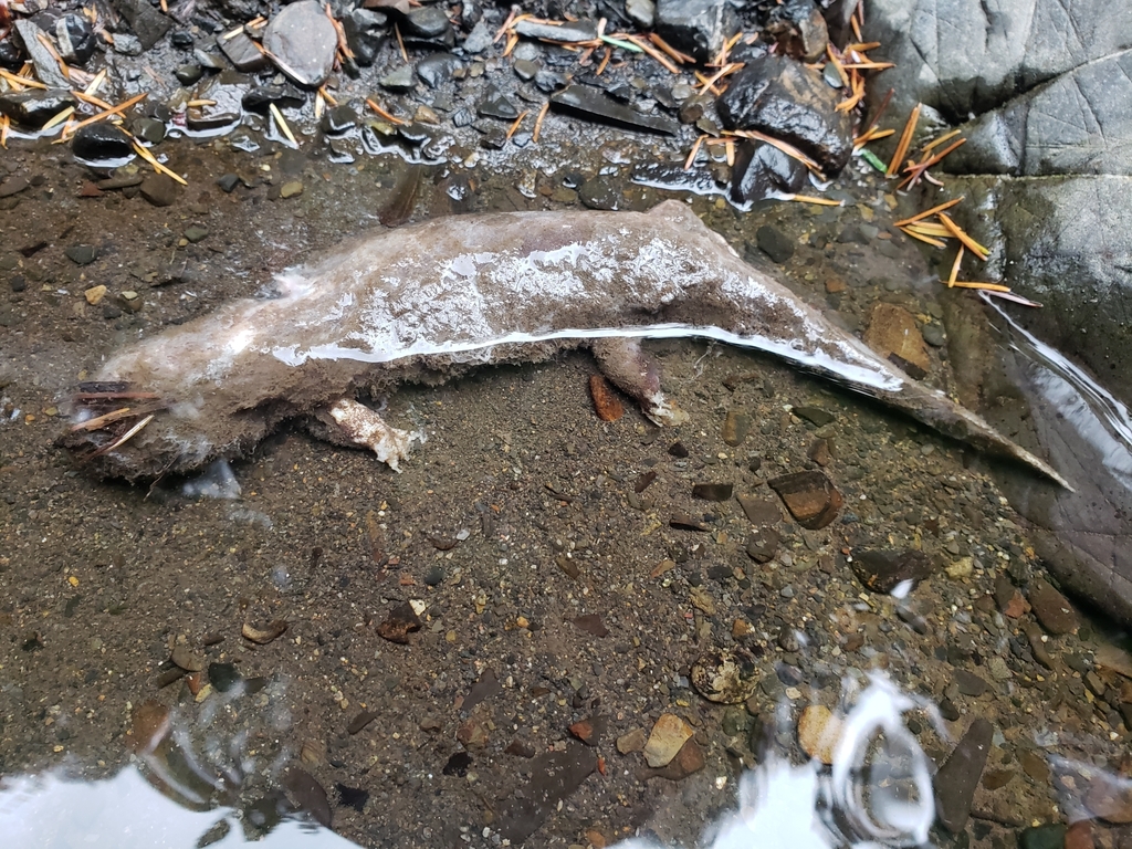 Dicamptodon tenebrosus (Coastal Giant Salamander), California species