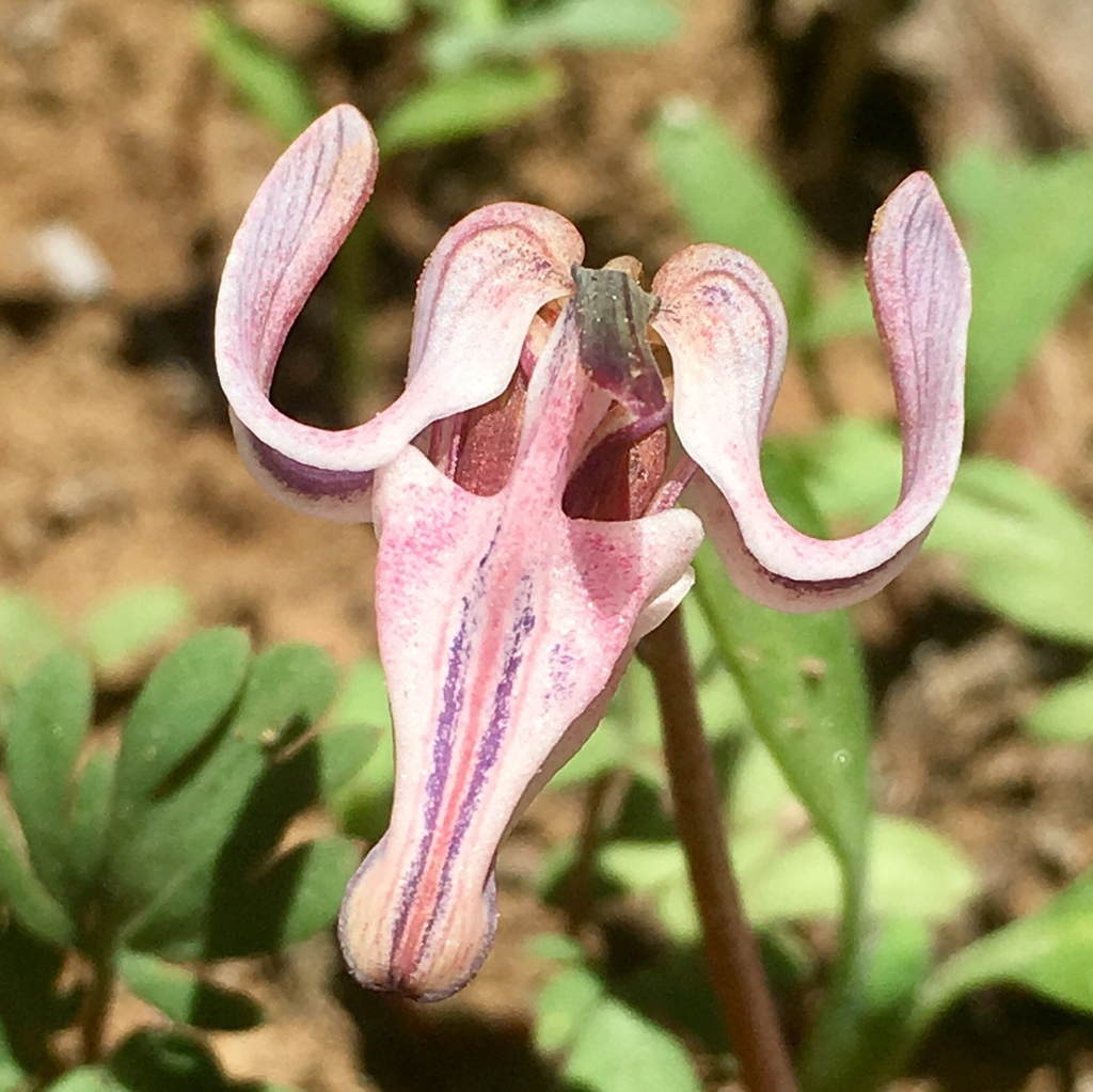 Dicentra formosa ssp. oregana (Oregon bleeding heart), California species