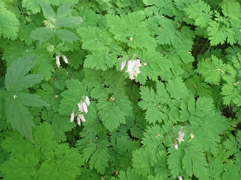 Dicentra formosa (Pacific bleeding heart), native California herb