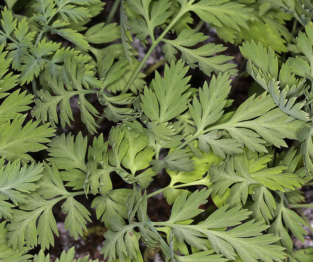 Dicentra nevadensis (Tulare county bleeding heart), native California herb