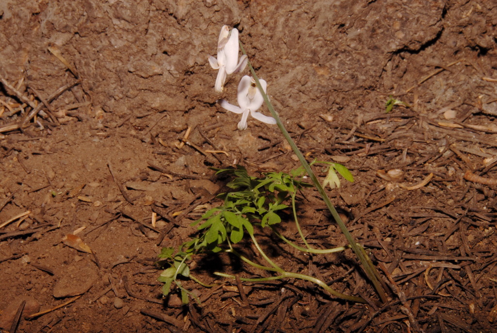 Dicentra pauciflora (Few flowered bleeding heart), native California herb