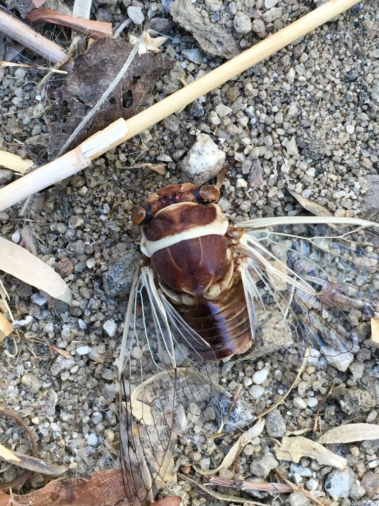 Diceroprocta apache (Citrus Cicada), California species