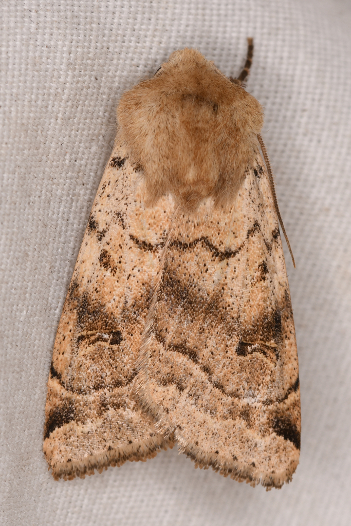 Dichagyris variabilis, California species