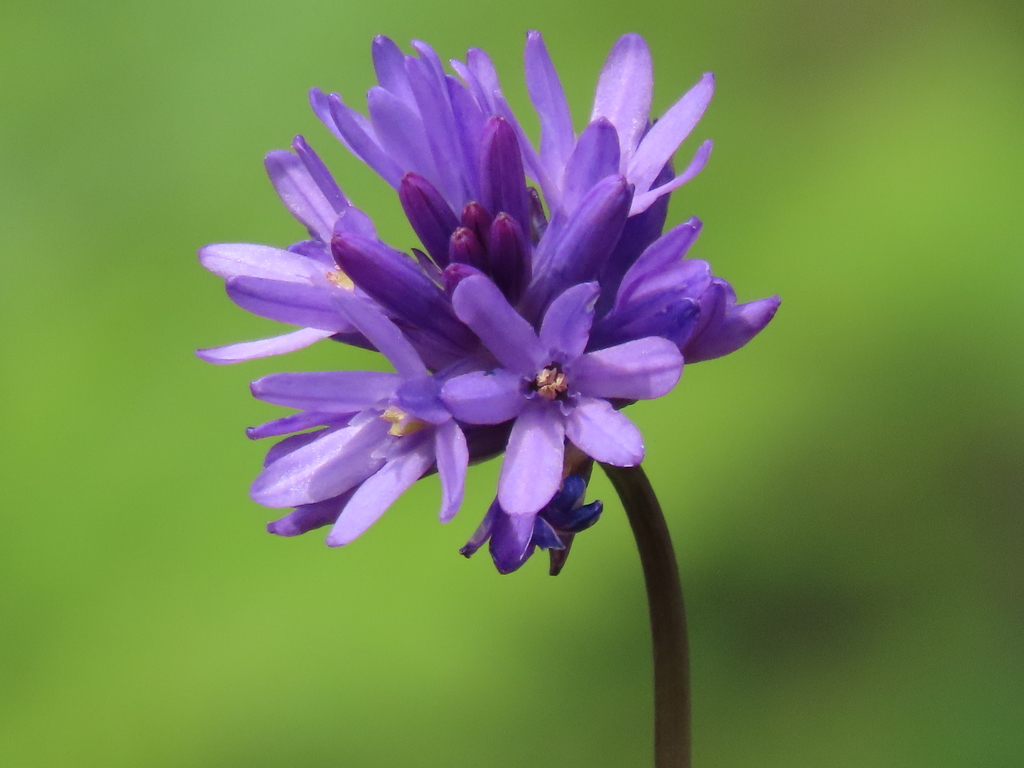 Dichelostemma congestum (Fork-toothed ookow), native California herb
