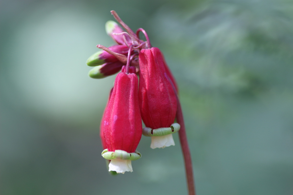 Dichelostemma ida-maia (Firecracker flower), native California herb
