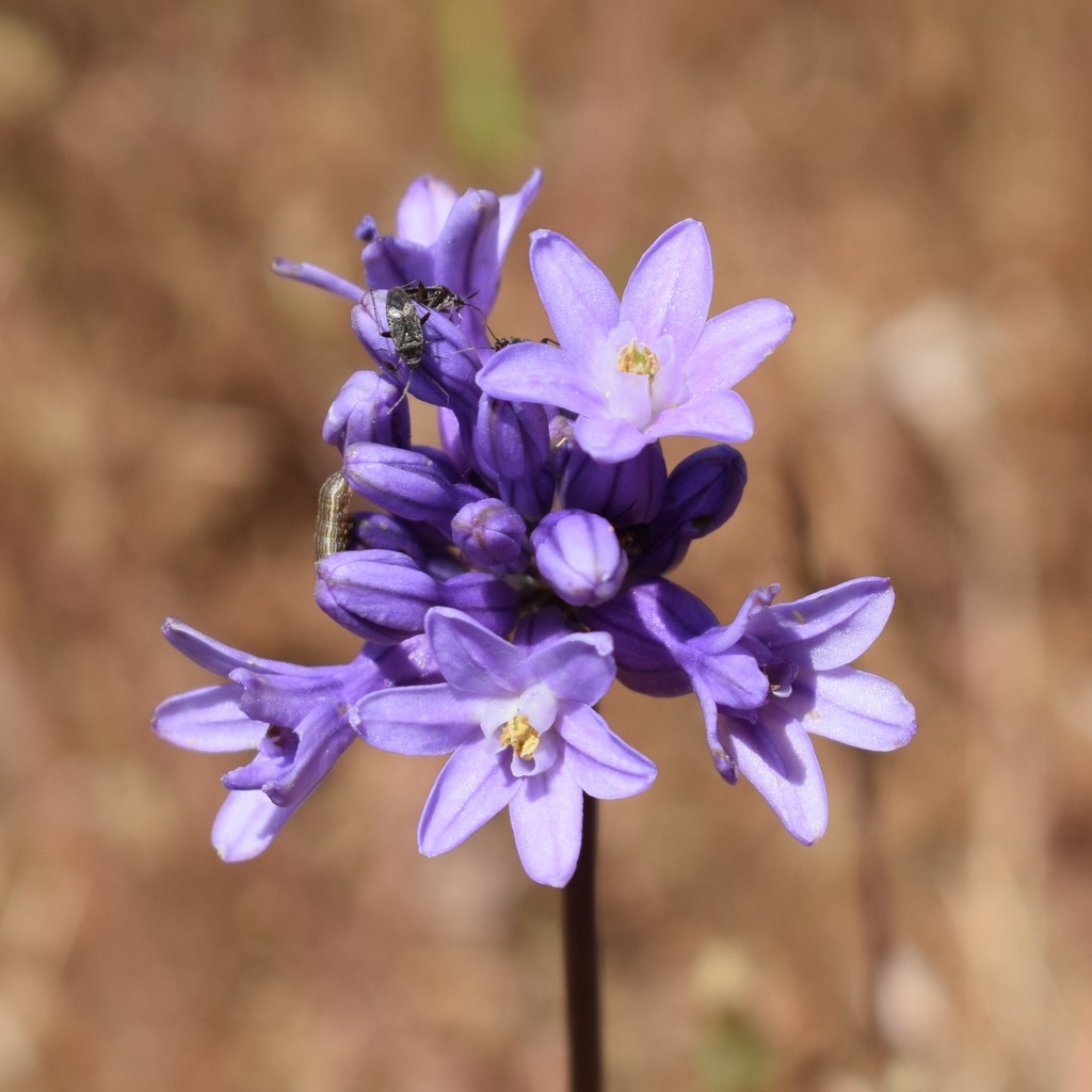 Dichelostemma multiflorum (Wild hyacinth), native California herb