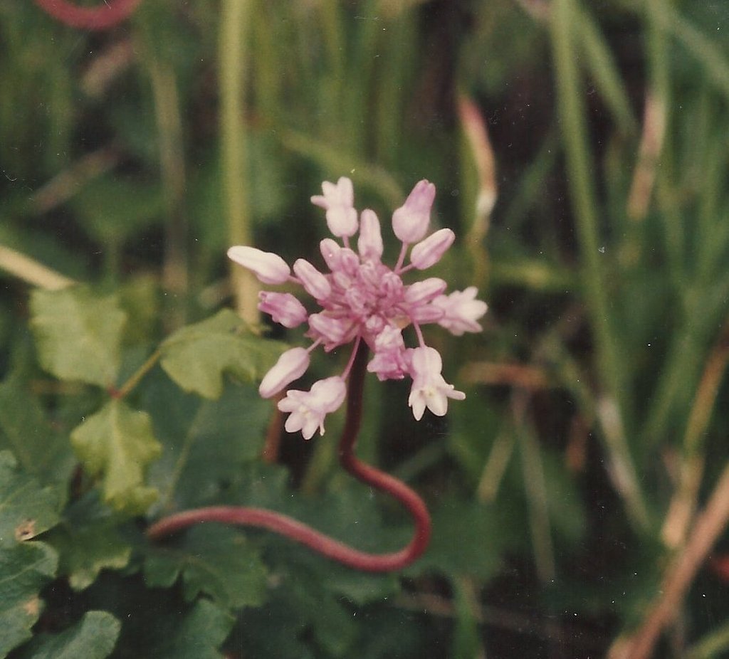 Dichelostemma volubile (Twining brodiaea), native California vine
