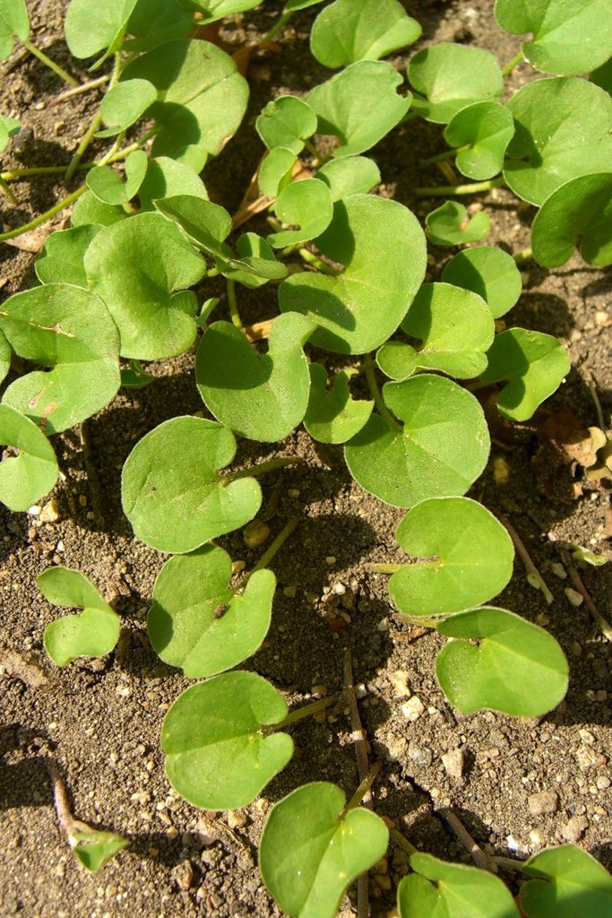 Dichondra donelliana (California ponysfoot), native California herb