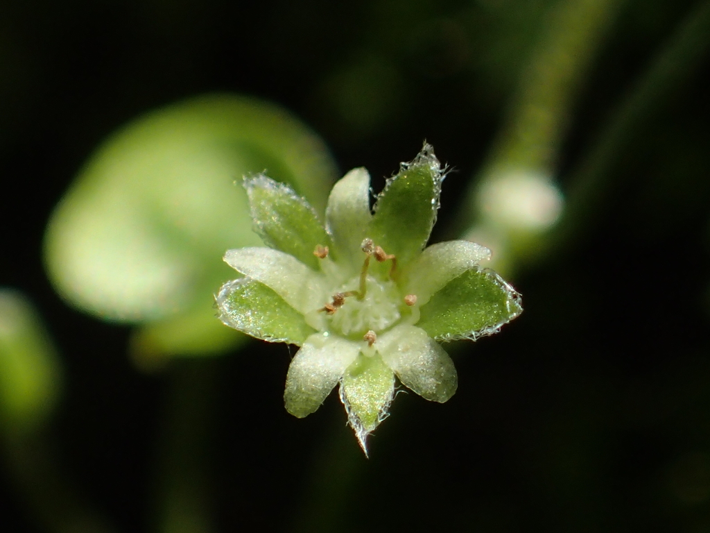 Dichondra micrantha (Asian ponysfoot), non-native California herb