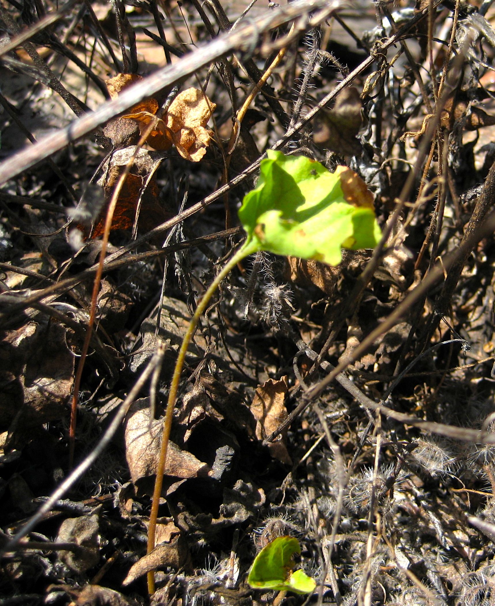 Dichondra occidentalis (Western dichondra), native California herb