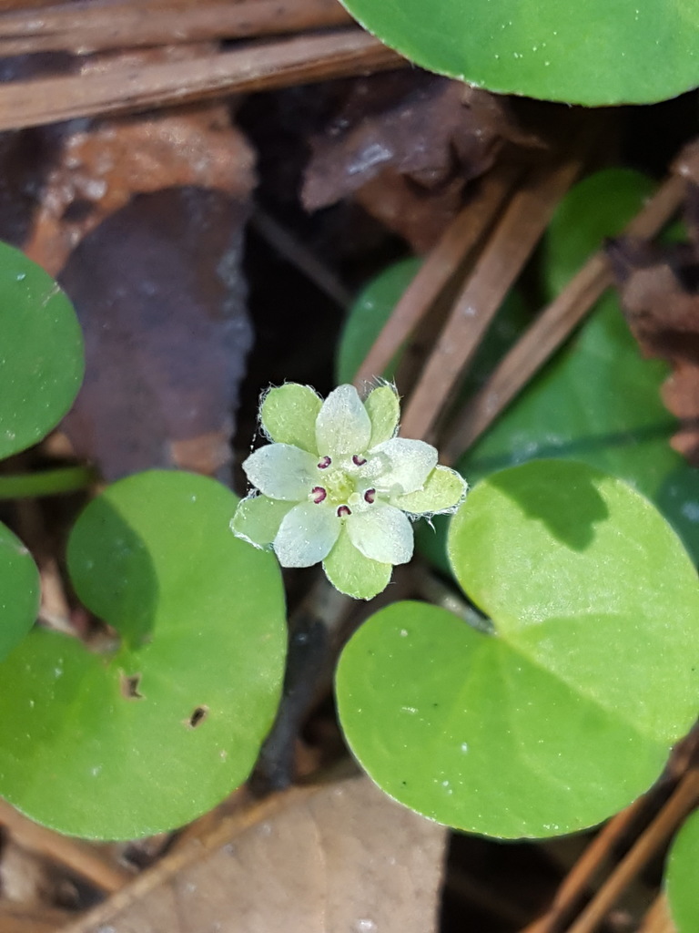 Dichondra sp., non-native California perennial