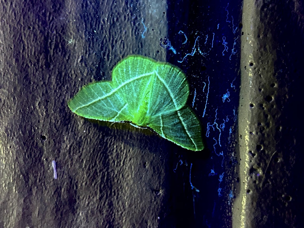 Dichorda illustraria, California species