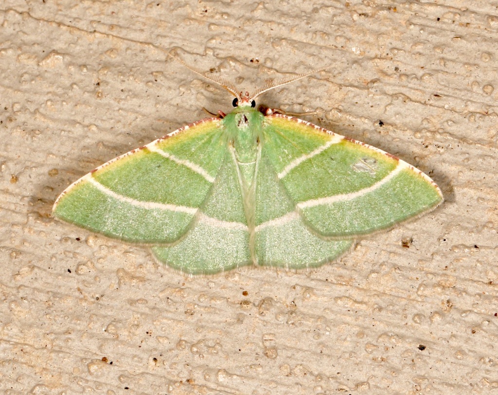 Dichordophora phoenix (Phoenix Emerald Moth), California species