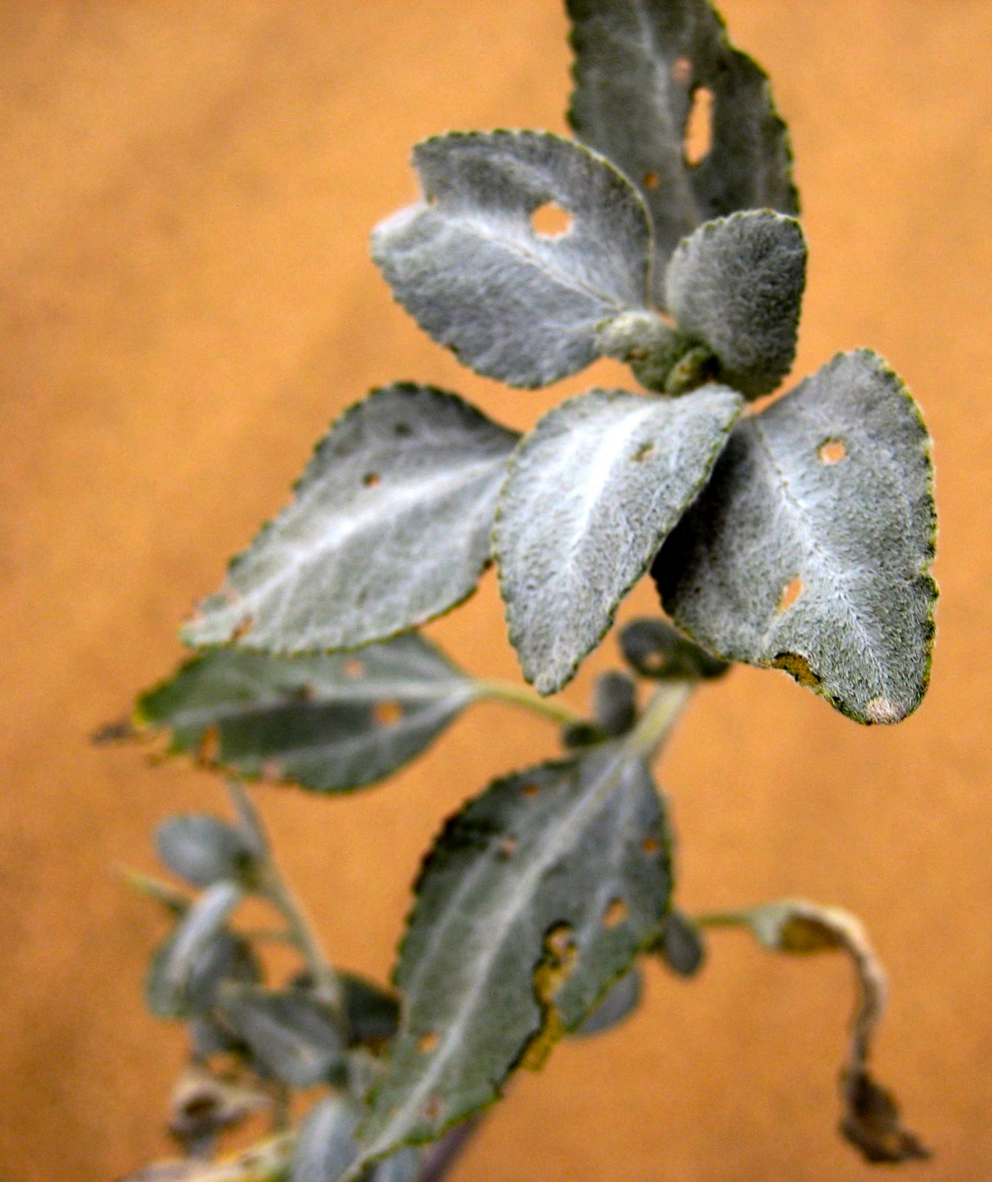 Dicoria canescens (Desert dicoria), native California herb