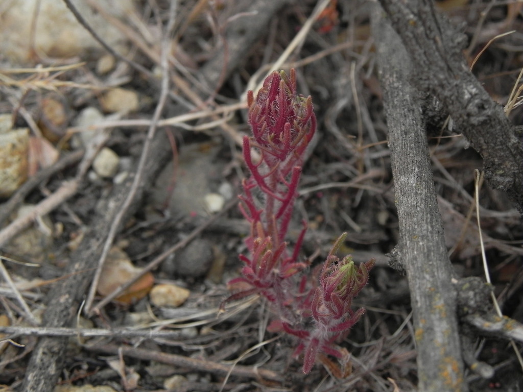 Dicranostegia orcuttiana (Orcutt's bird's-beak), native California herb