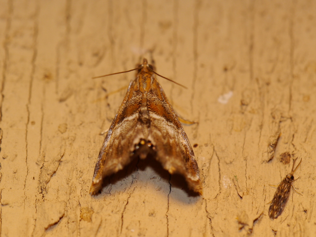 Dicymolomia metalliferalis, California species
