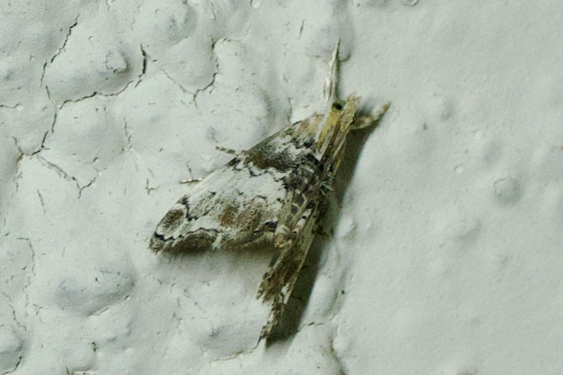 Dicymolomia micropunctalis, California species