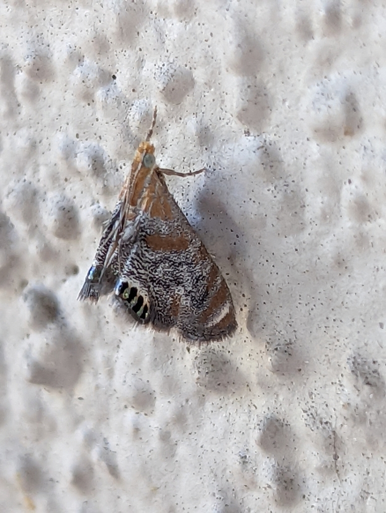 Dicymolomia opuntialis, California species