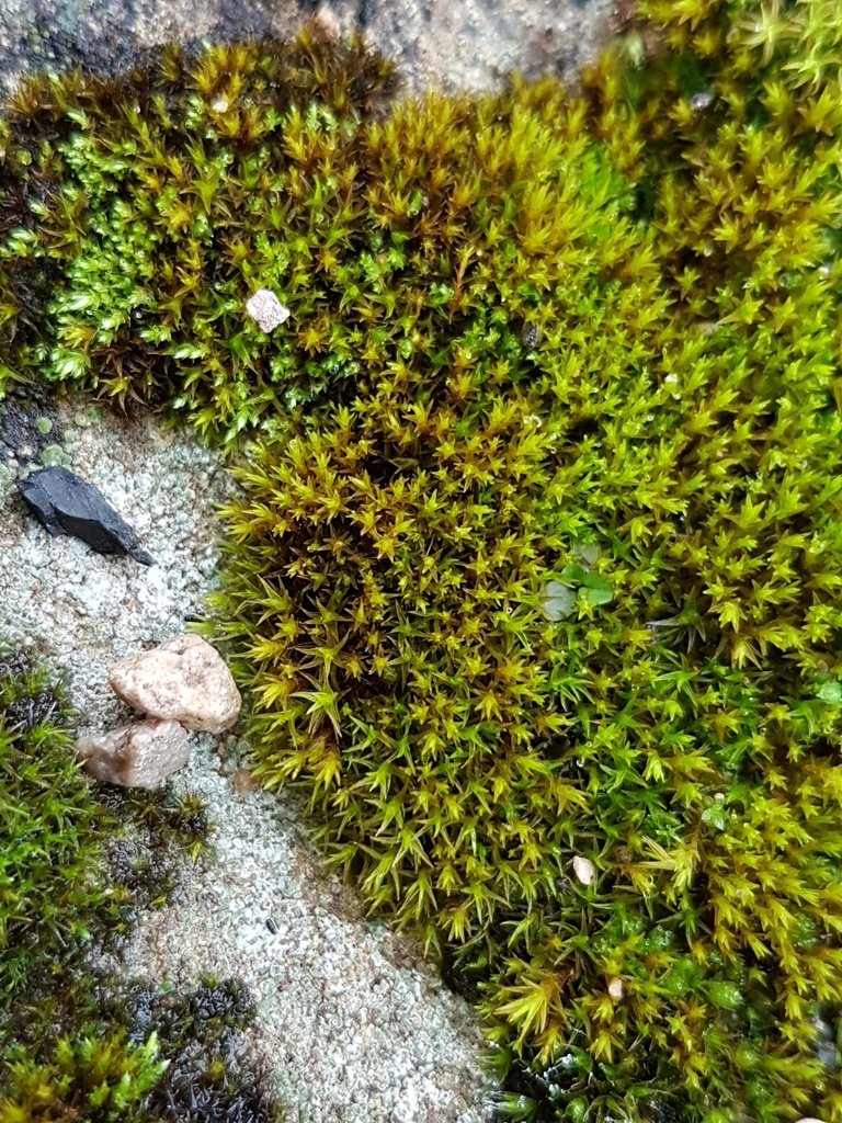 Didymodon californicus (California beard-moss), California species