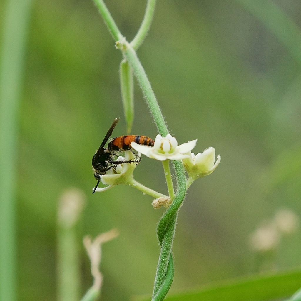 Dielis tolteca (Toltec Scoliid Wasp), California species