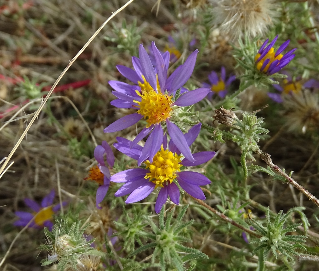Dieteria asteroides — parent species of Dieteria asteroides var. asteroides