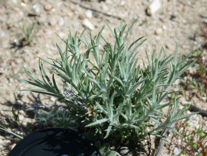 Dieteria canescens var. canescens (Hoary aster), native California herb