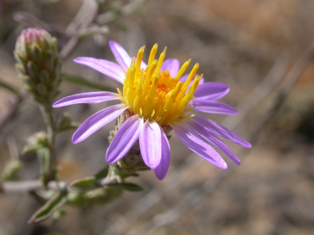 Dieteria canescens var. leucanthemifolia (Hoary aster), native California perennial