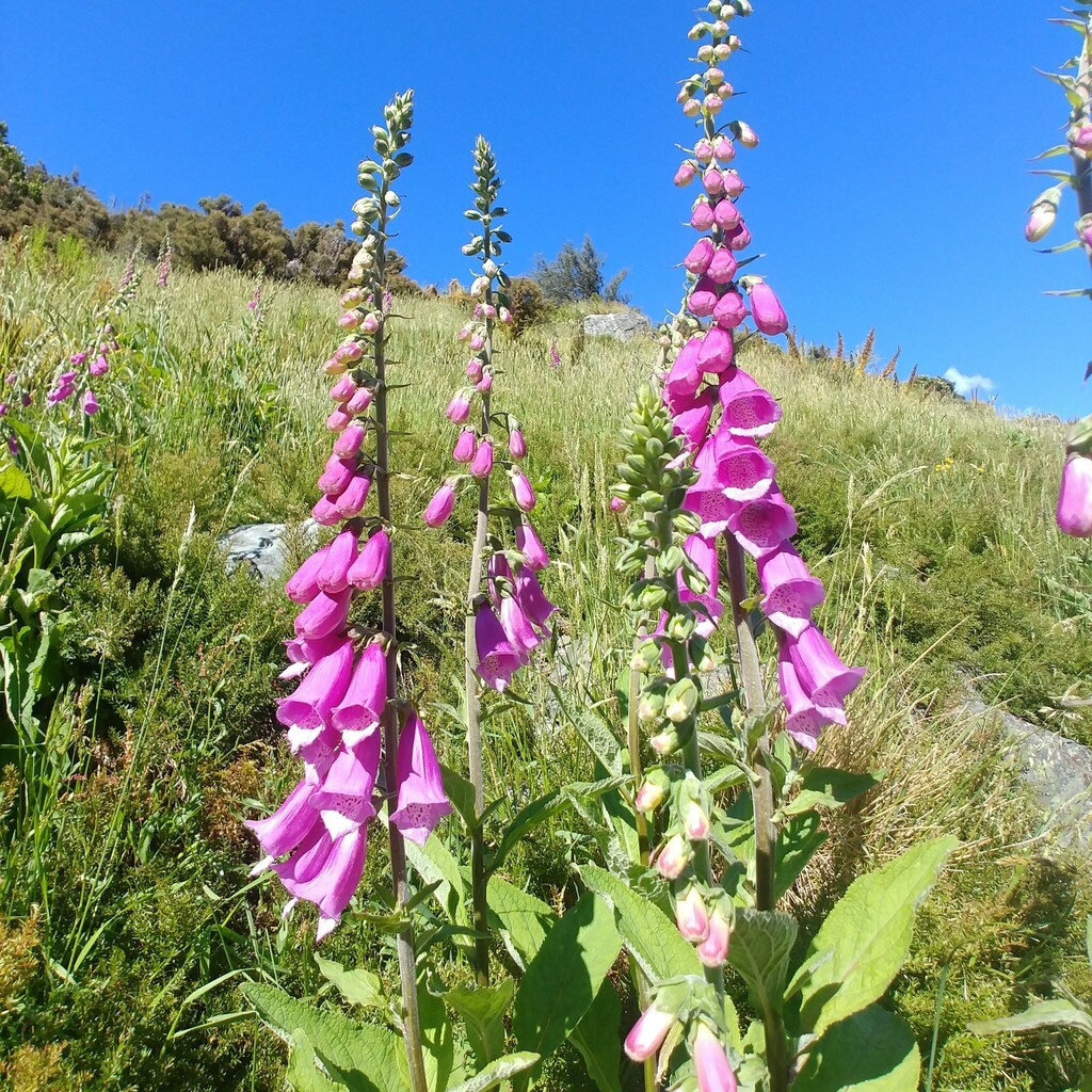 Digitalis purpurea (Purple foxglove), non-native California herb