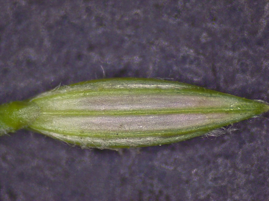 Digitaria ciliaris var. ciliaris (Southern crab grass), non-native California annual