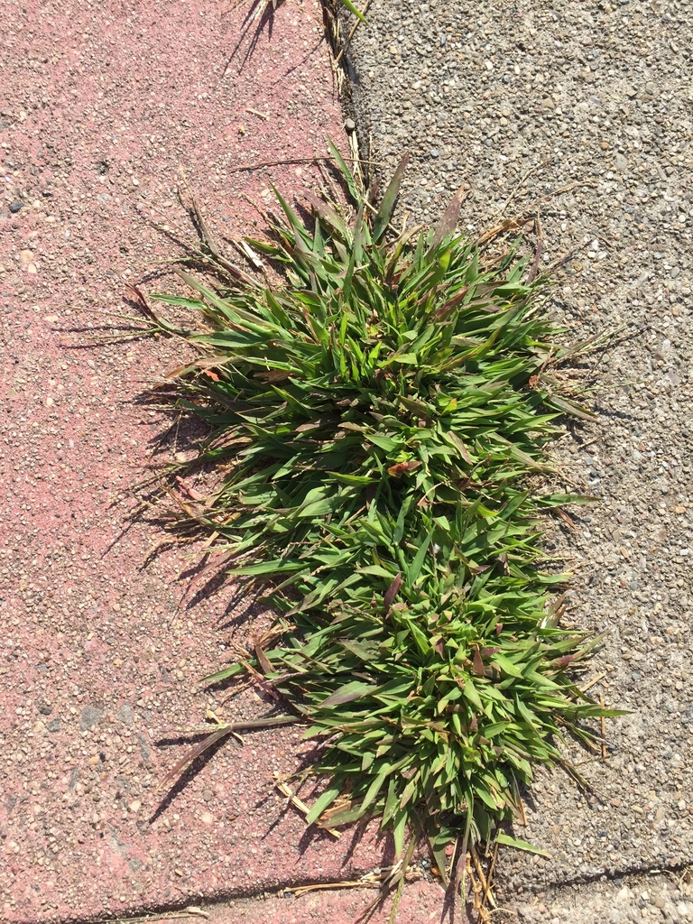 Digitaria ischaemum (Smooth crab grass), non-native California grass