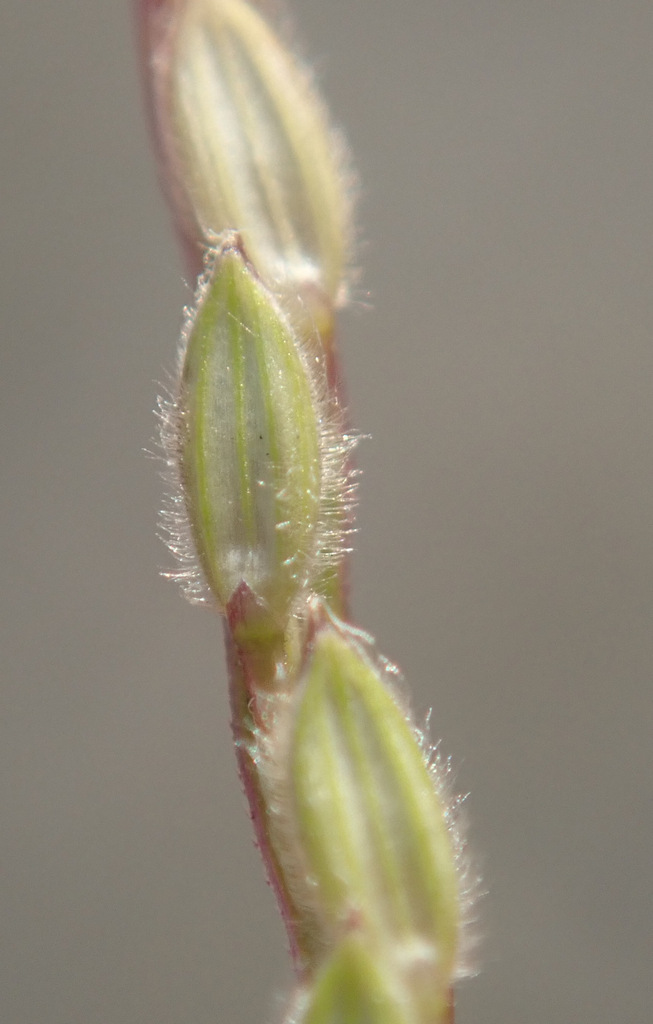 Digitaria sanguinalis (Hairy crab grass), non-native California grass
