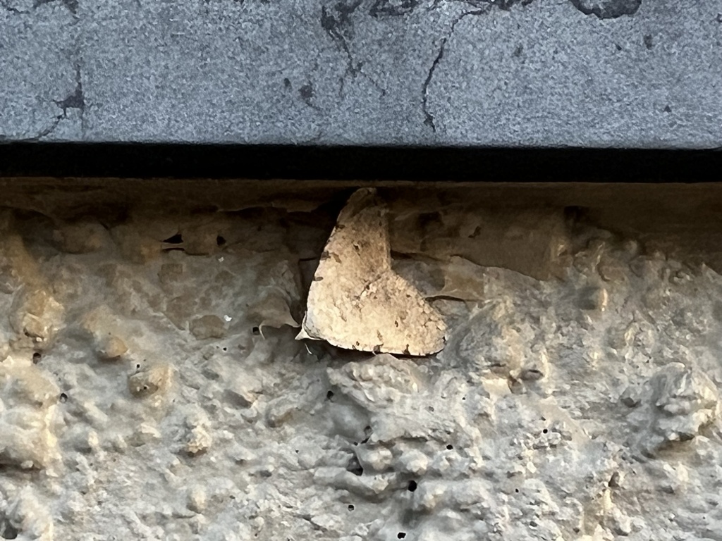 Digrammia colorata, California species
