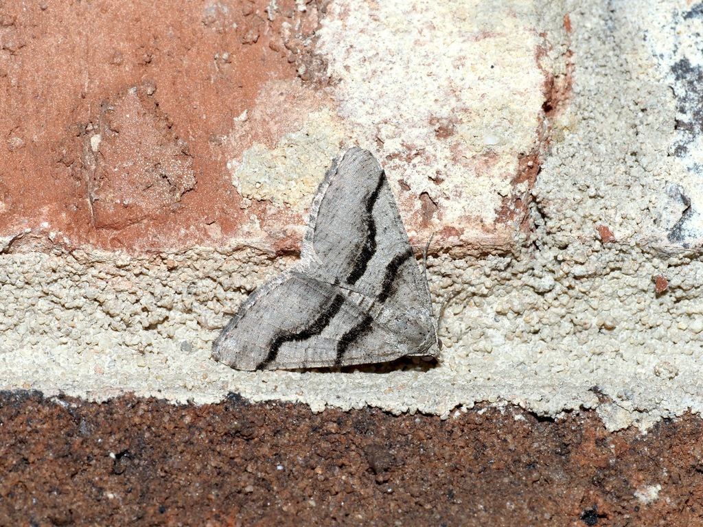 Digrammia continuata (Curved-lined Angle), California species