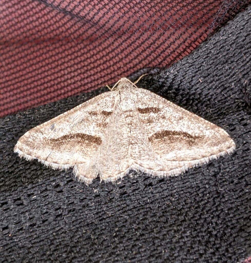 Digrammia curvata, California species