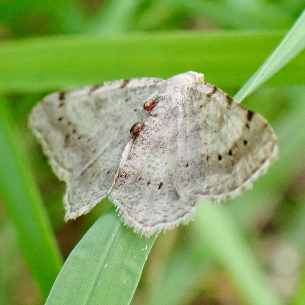 Digrammia decorata (Decorated Granite), California species