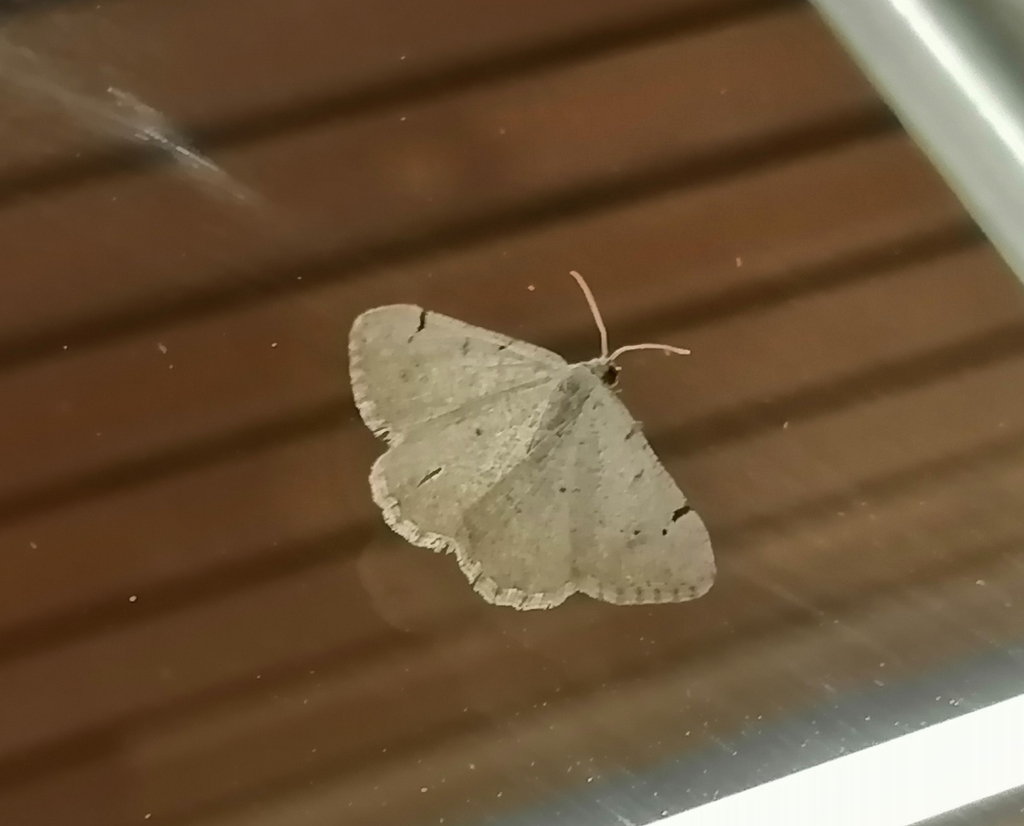 Digrammia delectata, California species