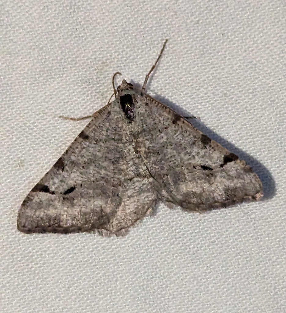 Digrammia denticulata, California species
