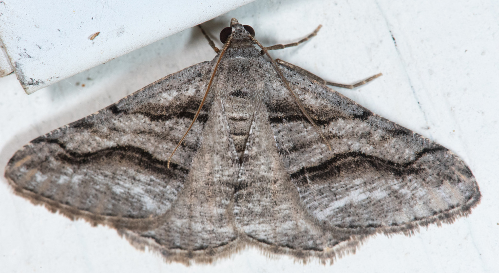 Digrammia excurvata, California species