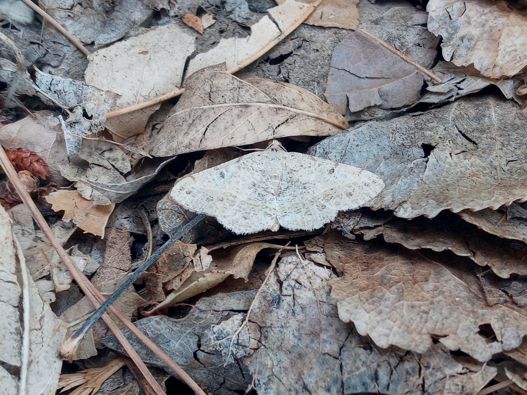 Digrammia irrorata, California species