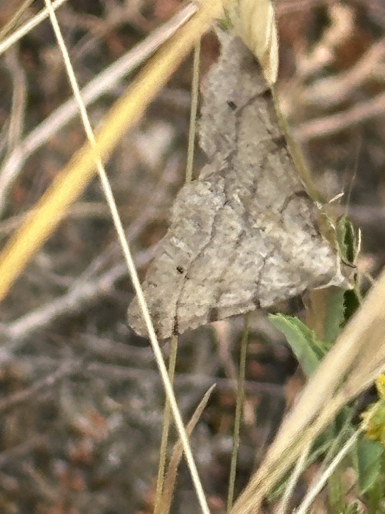 Digrammia muscariata, California species