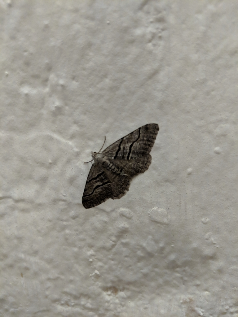 Digrammia napensis, California species