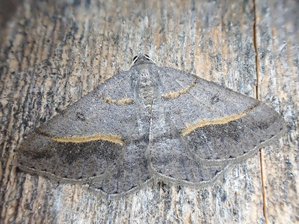 Digrammia neptaria (Dark-bordered Granite Moth), California species