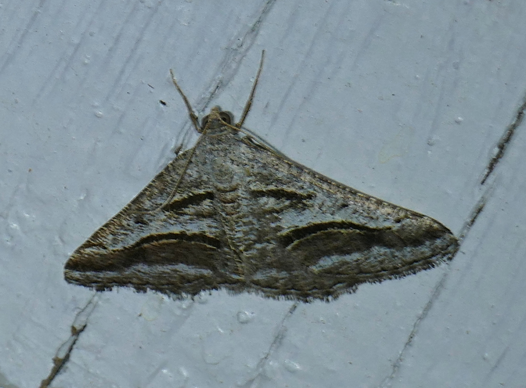 Digrammia nubiculata, California species