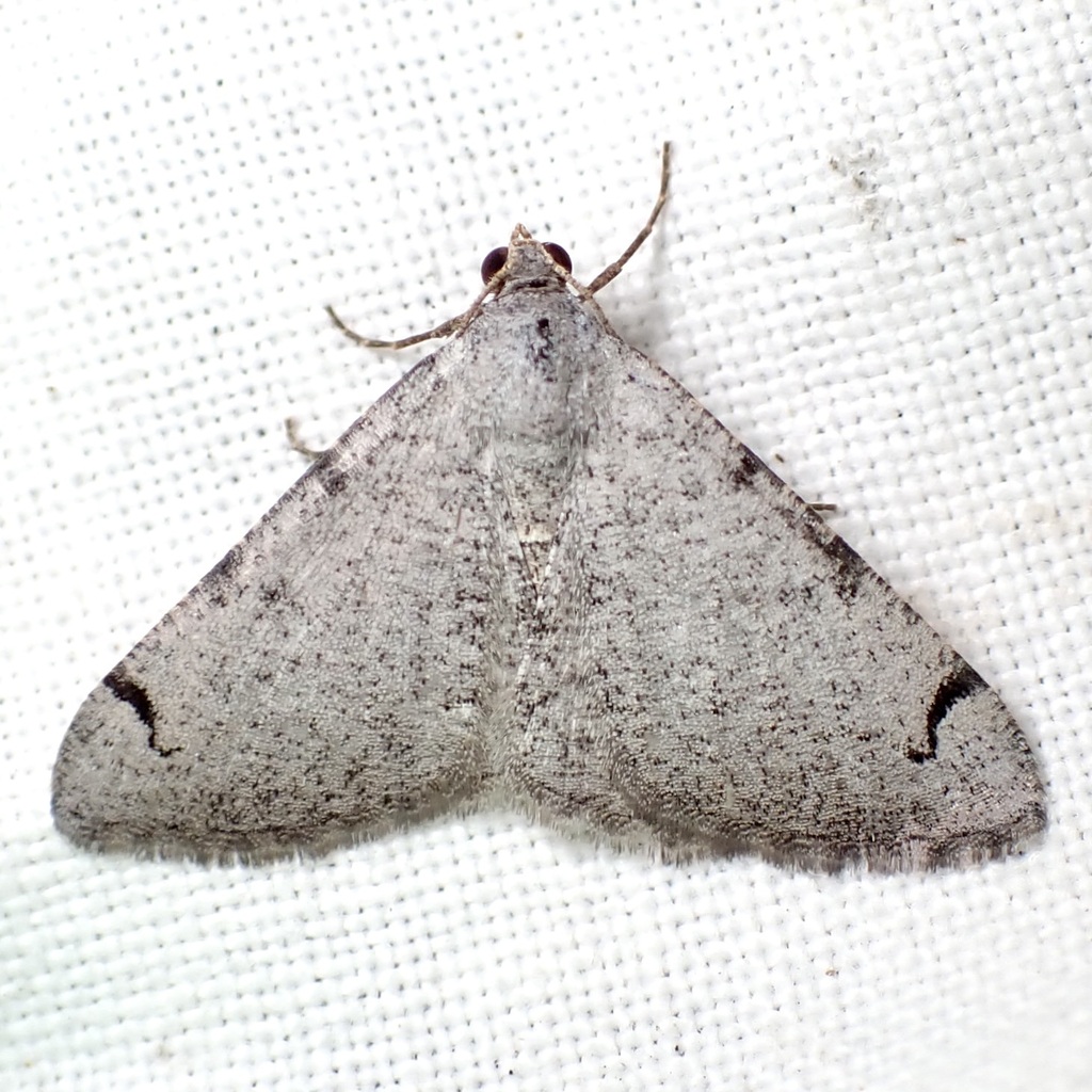 Digrammia pallidata, California species