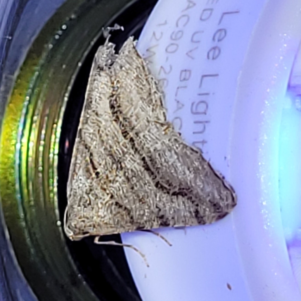Digrammia pallorata, California species