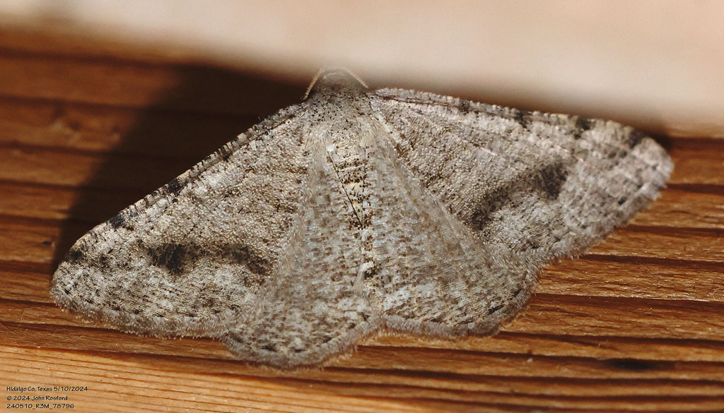 Digrammia pictipennata, California species