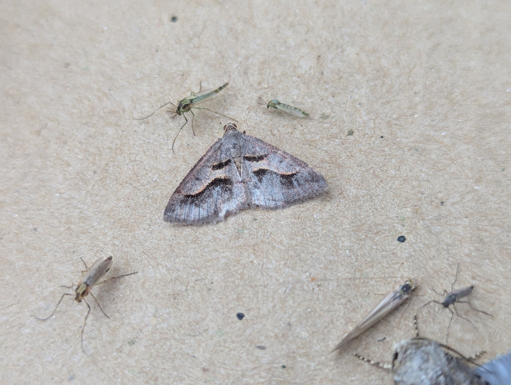 Digrammia subminiata, California species